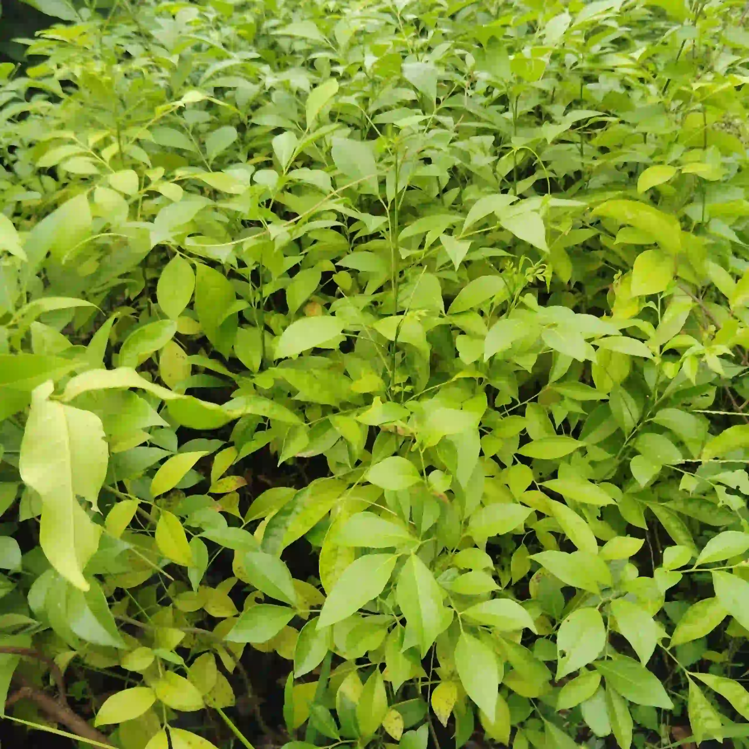 Paan Masala